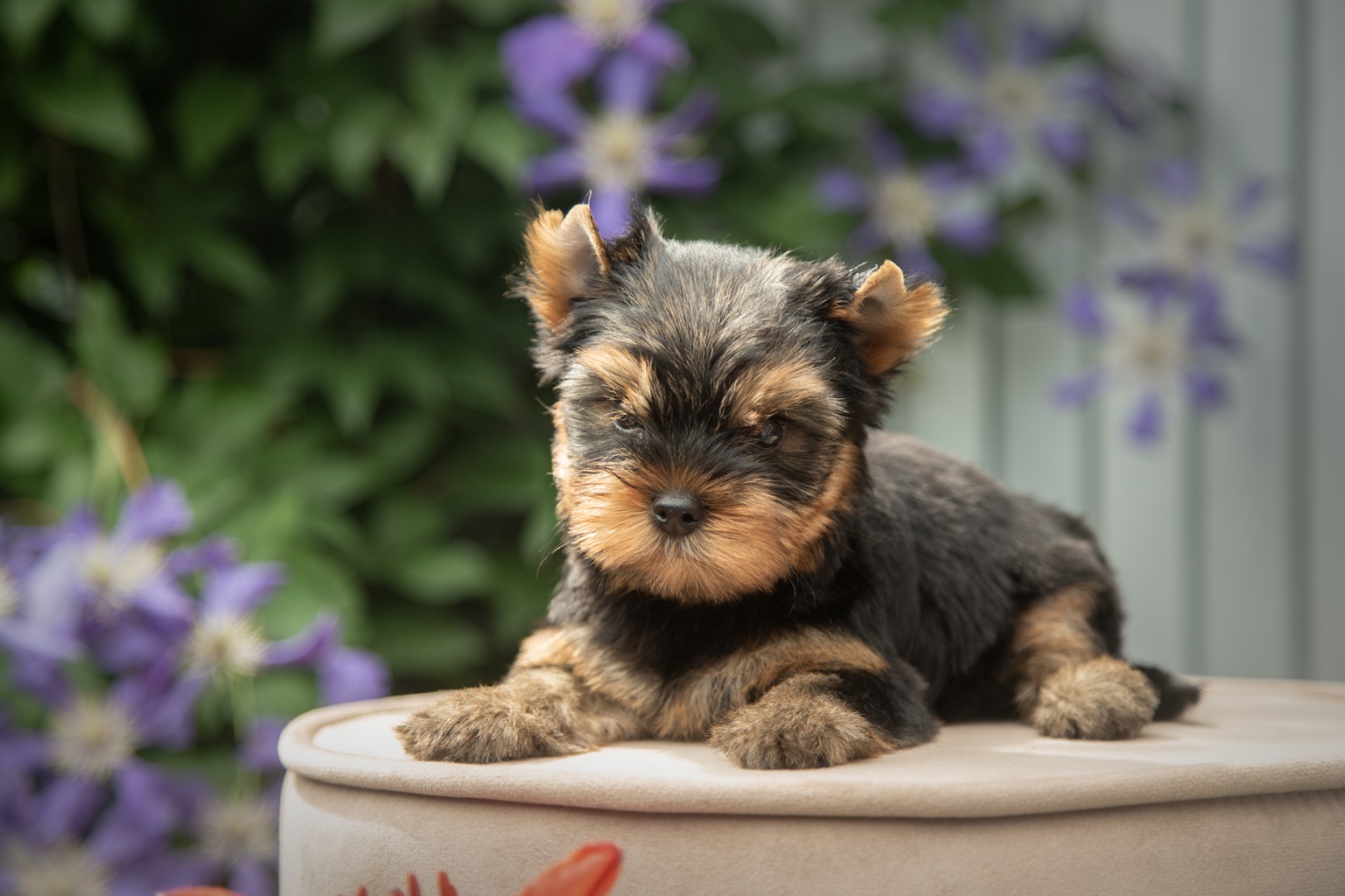 Again Love AGAIN LOVE GALAXY — Labaza DogPedigree YorkshireTerrier